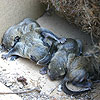 baby flying squirrels