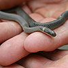 ringneck snake