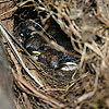 little wren babies