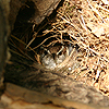 little mamma wren